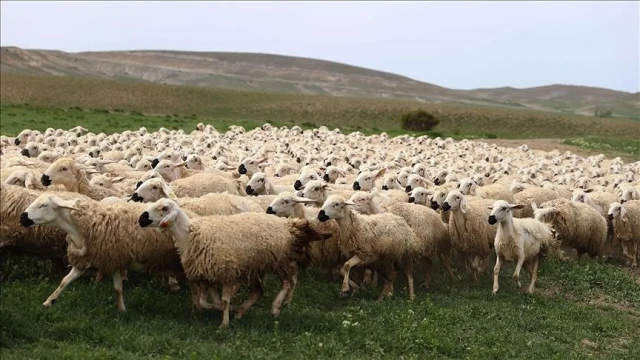 Adana Damızlık Koyun-Keçi Birliği 2025 Kurbanlık Fiyatlarını Açıkladı