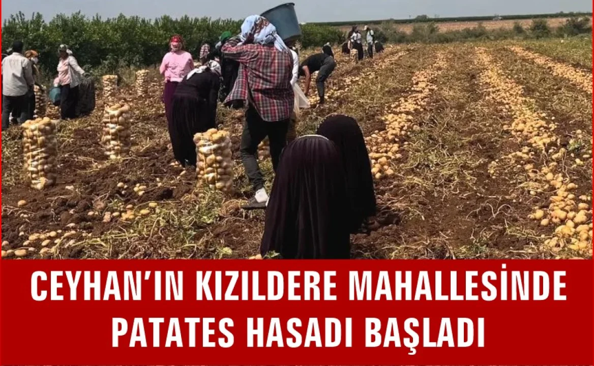 Kızıldere'de Patates Hasadı Başladı: Verimli Topraklardan Bereket Fışkırıyor 