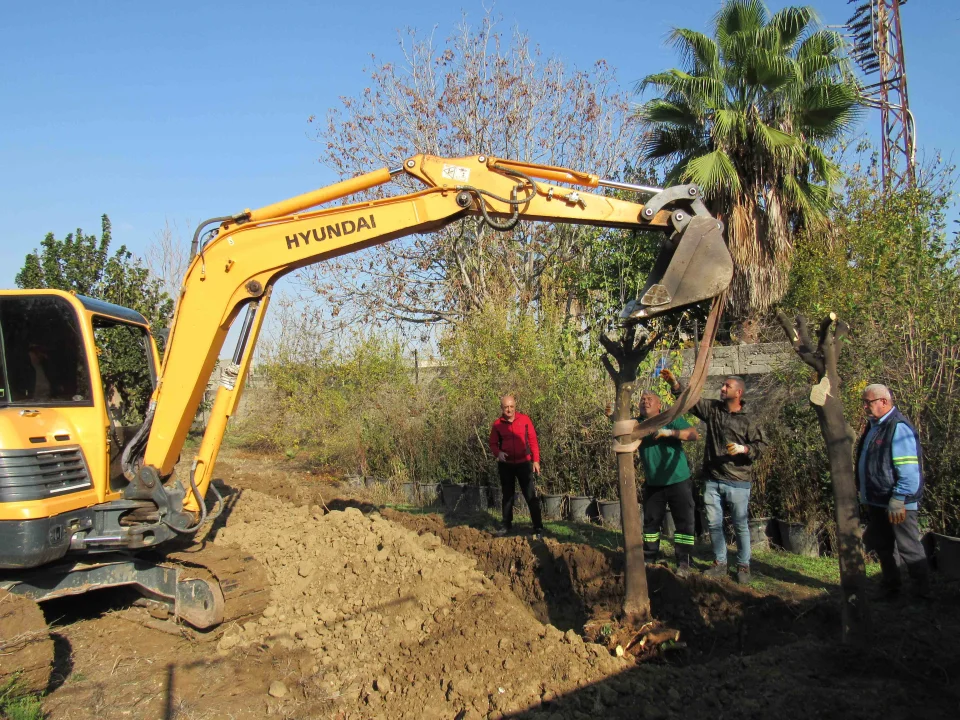 Büyükşehir Ağaçları Koruyor: Sökülen Ağaçlar Fidanlıklarda Yeniden Hayat Buluyor