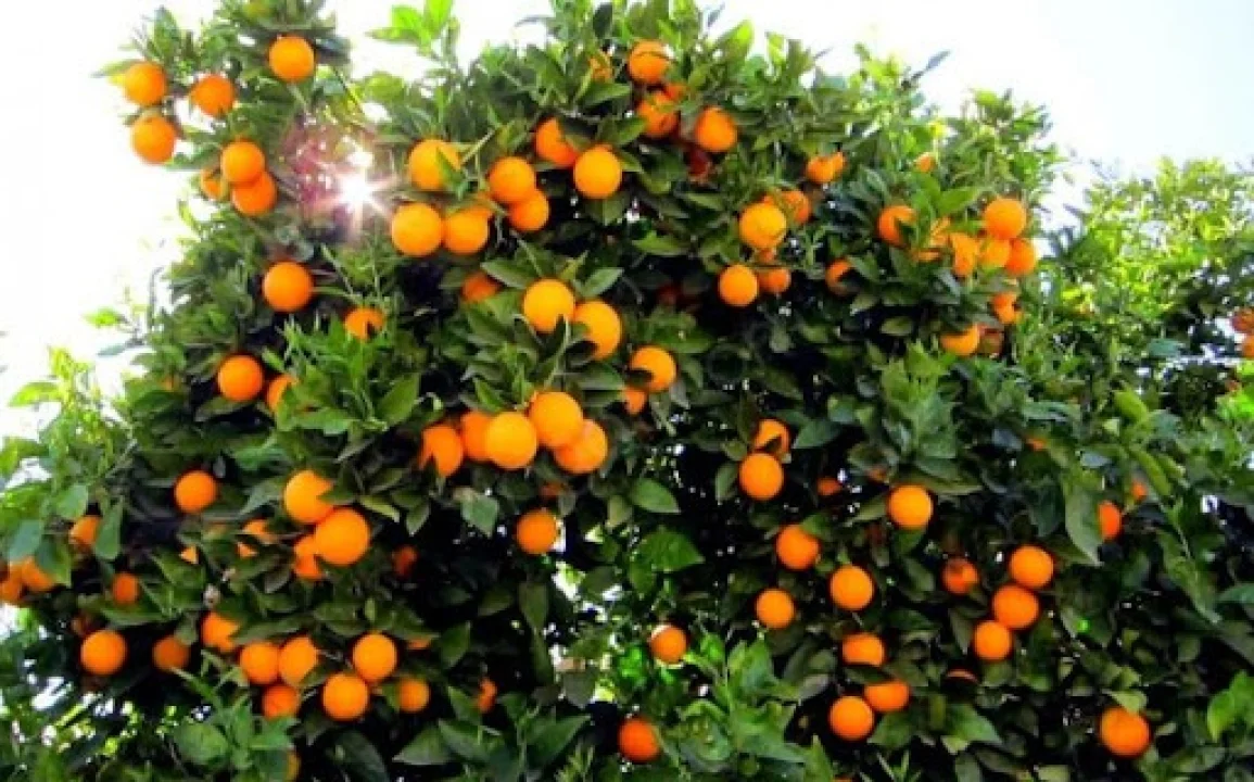 Kozan’da Portakal Hasadı Başladı, Üreticinin Yüzü Gülüyor